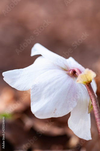 Helleborus flower in forest  artistic
