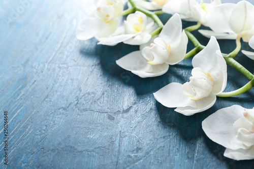 Beautiful orchid flowers on color wooden background