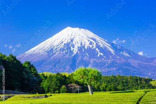 茶畑と富士山