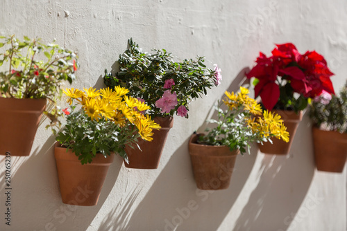  Typical Andalusian decoration with flowers and white walls, Iznajar, Andalusia, Spain