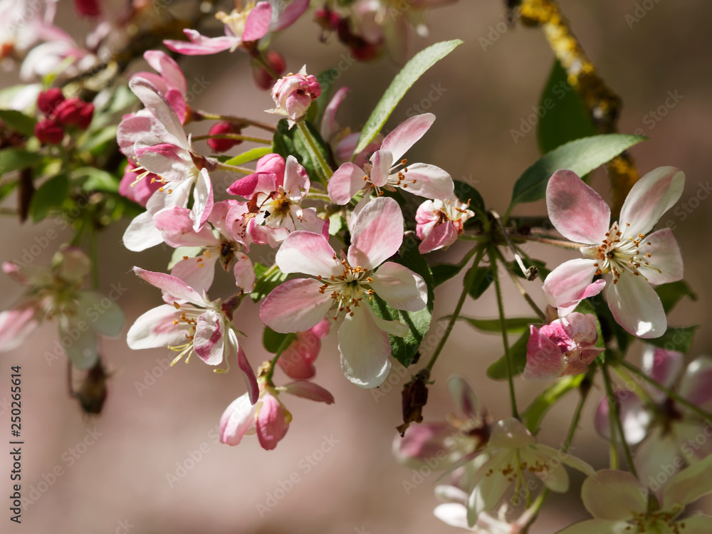 Malus floribunda - Pommier à fleurs roses ou pommier du Japon. Floraison printanière aux feuillage luxuriant et boutons floraux carmin, rose pâle et blanc