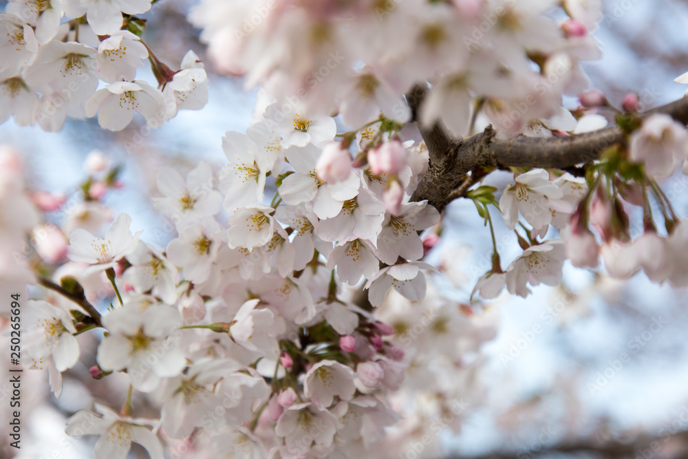 Cherry blossoms or Sakura at Kawaguchiko lake, Japan Cherry blossoms or Sakura at Kawaguchiko lake, Japan