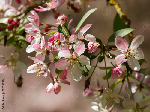 Fotografie Malus floribunda - Pommier à fleurs roses ou pommier du Japon
