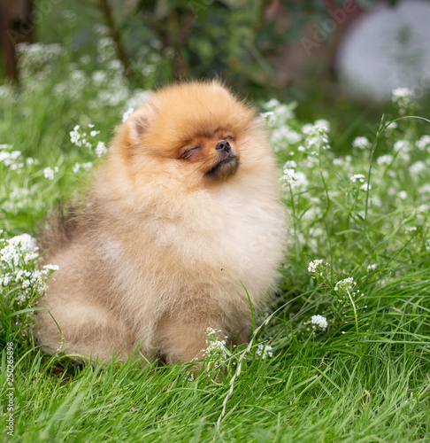 Fototapeta Naklejka Na Ścianę i Meble -  Beautiful orange dog - pomeranian Spitz. Puppy pomeranian dog cute pet happy smile playing in nature on in flowers
