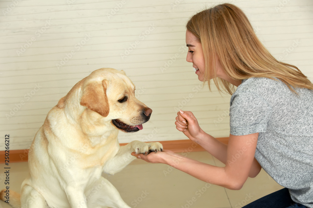 Cute Labrador Retriever giving paw to owner at home Cute Labrador Retriever giving paw to owner at home