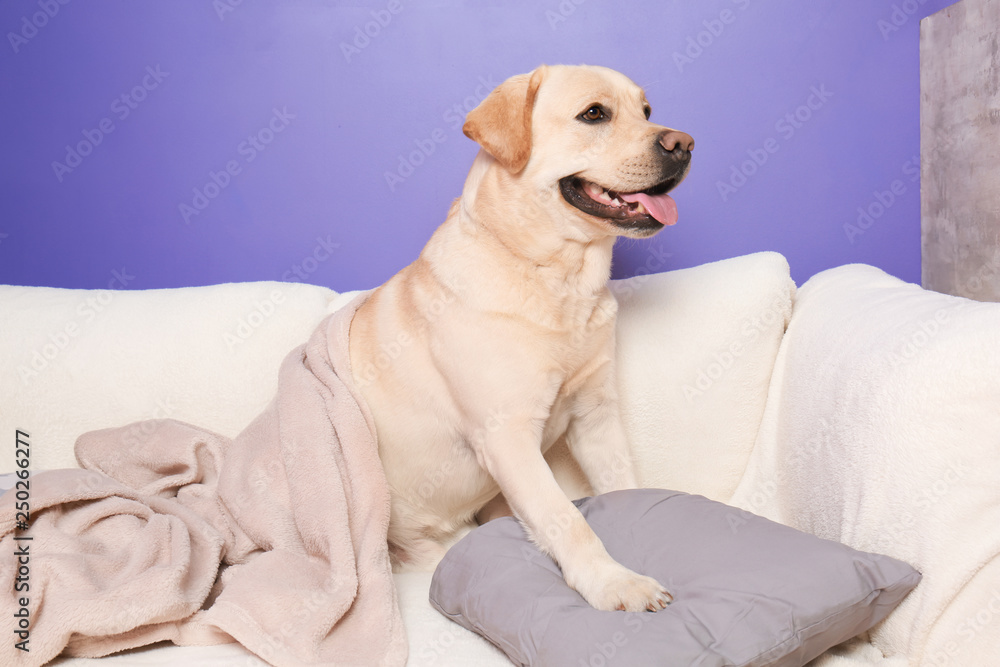 Cute Labrador Retriever on sofa at home