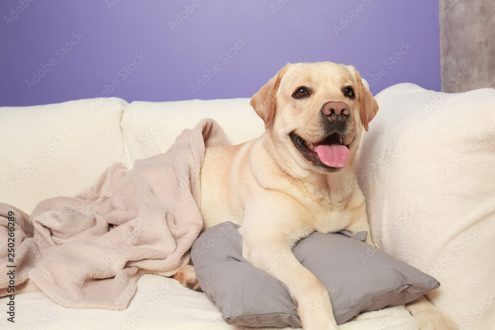 Cute Labrador Retriever on sofa at home Cute Labrador Retriever on sofa at home