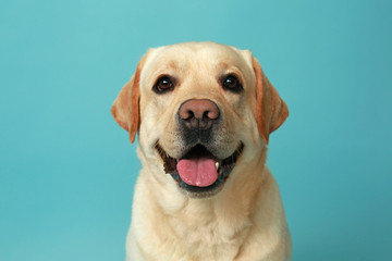 Cute Labrador Retriever on color background