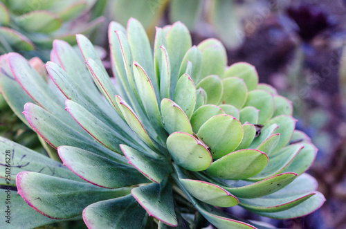 Close up of a succulent cactus plact