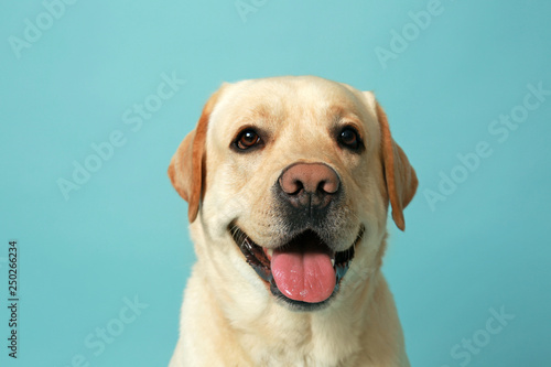 Cute Labrador Retriever on color background