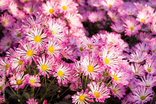 Beautiful purple Mums or Chrysanthemums.