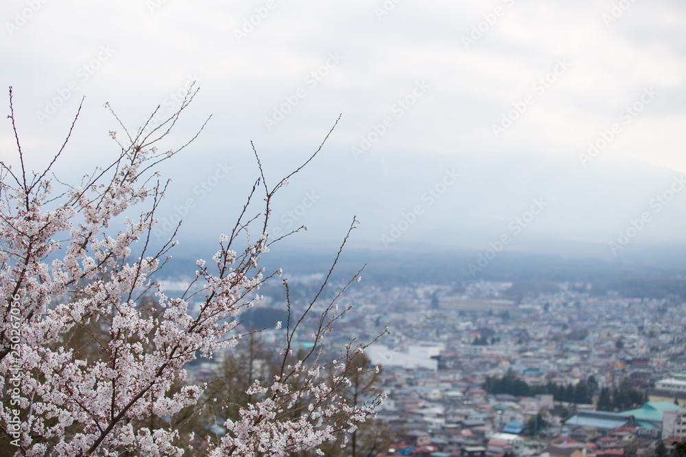 Cherry blossoms or Sakura at Kawaguchiko lake, Japan Cherry blossoms or Sakura at Kawaguchiko lake, Japan