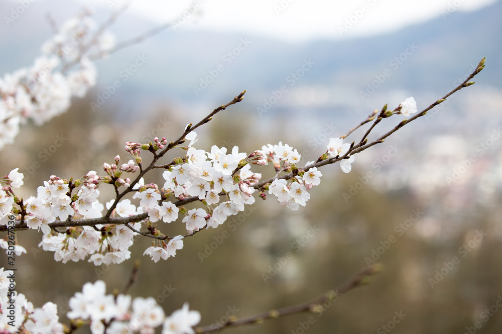 Cherry blossoms or Sakura at Kawaguchiko lake, Japan Cherry blossoms or Sakura at Kawaguchiko lake, Japan