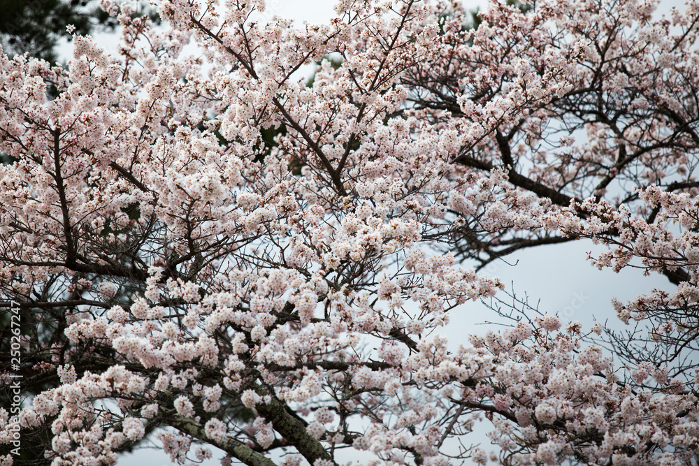 Cherry blossoms or Sakura at Kawaguchiko lake, Japan Cherry blossoms or Sakura at Kawaguchiko lake, Japan