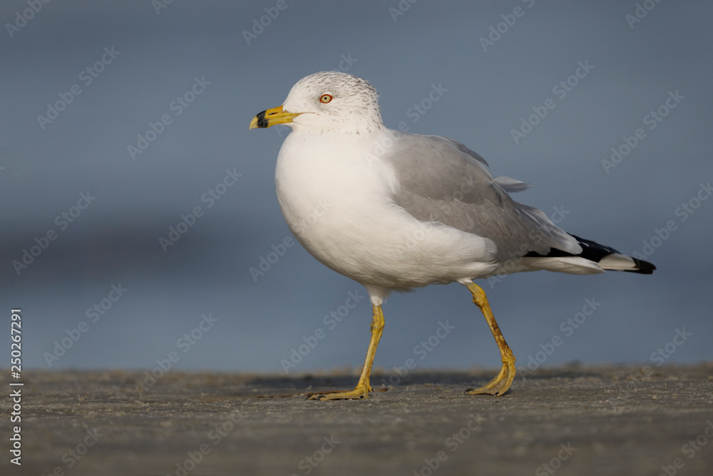 Ring-billed Gull foraging on a beach - Jekyll Island, Georgia Ring-billed Gull foraging on a beach - Jekyll Island, Georgia