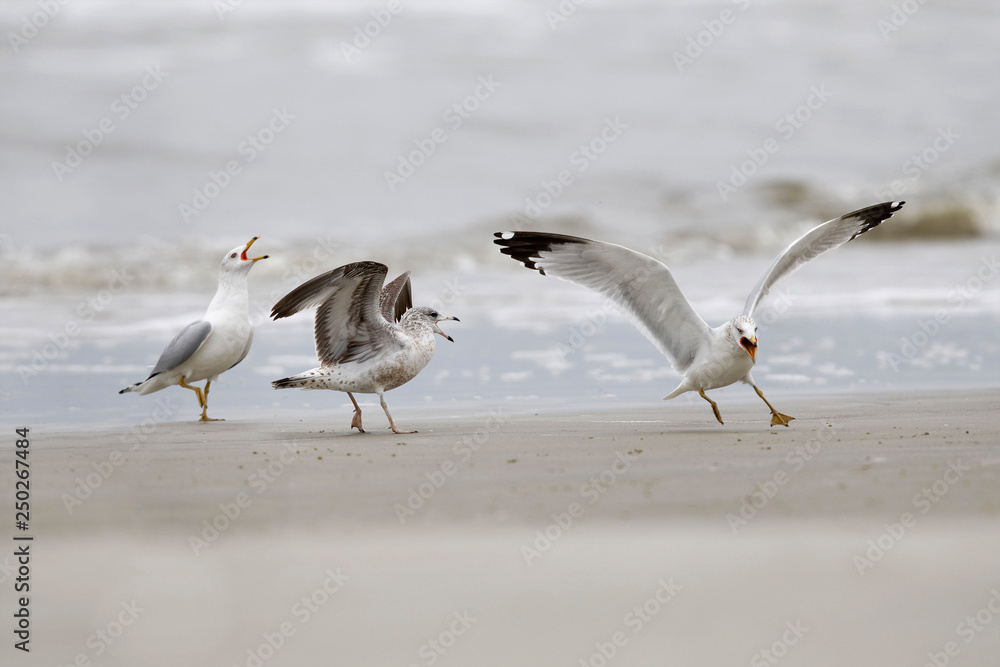Ring-billed Gulls in a dispute over territory - Jekyll Island, Georgia Ring-billed Gulls in a dispute over territory - Jekyll Island, Georgia