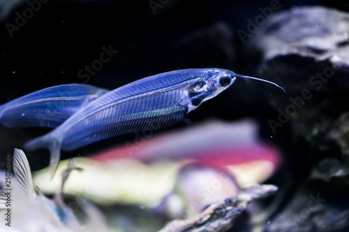 Indian glass catfish in the aquarium photo