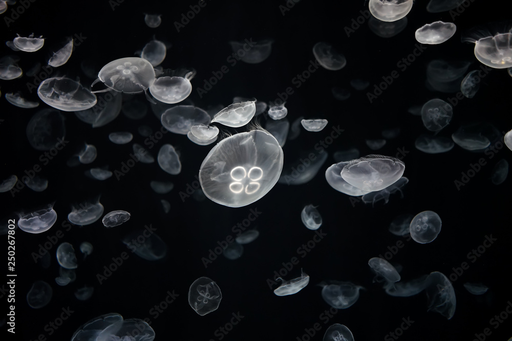 Jelly fish with dark background