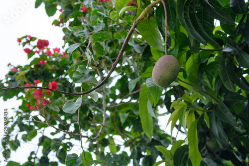 A single Mango fruit hanging from the branch in Atibaia, Sao Paulo, Brazil