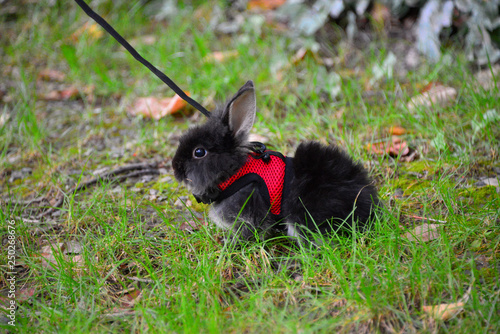 Cute little black bunny in green grass in the park, wearing bunny leash 