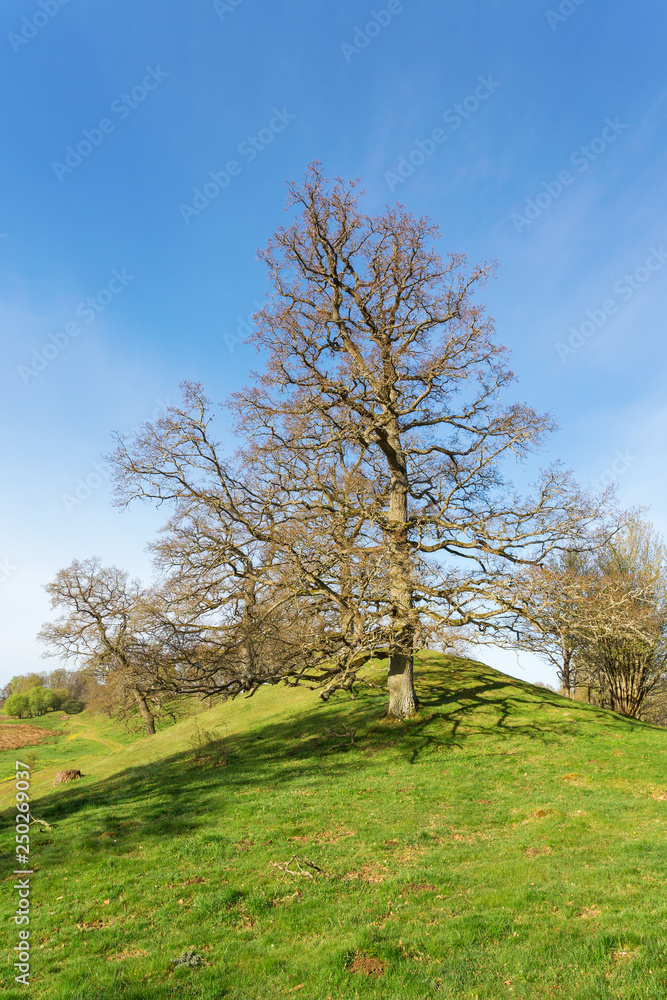 Esker with oak trees on the hill in spring landscape Esker with oak trees on the hill in spring landscape