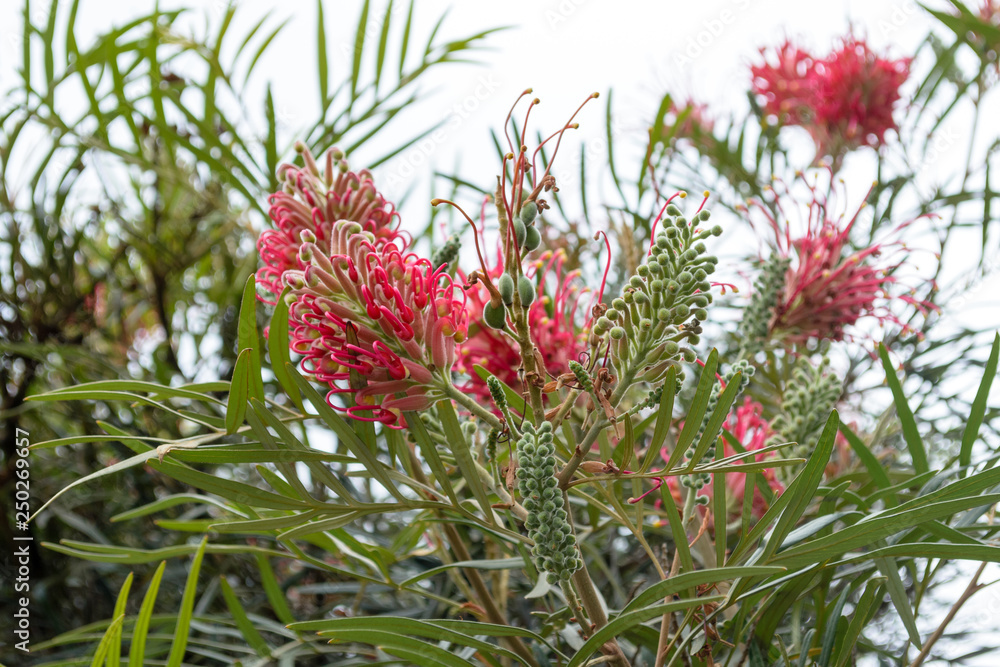 A branch of a beautiful Red Silky Oak or Banks' Grevillea (scientific name: Grevillea banksii, Proteaceae) with its incredible flower ready to bloom A branch of a beautiful Red Silky Oak or Banks' Grevillea (scientific name: Grevillea banksii, Proteaceae) with its incredible flower ready to bloom