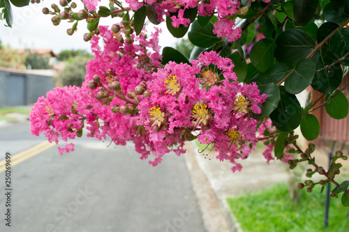 A branch of Crapemyrtle (Crape Myrtle) tree, colorful e full of pink and yellow flowers. Scientific name: Lagerstroemia indica, locationo Atibaia, Sao Paulo, Brazil