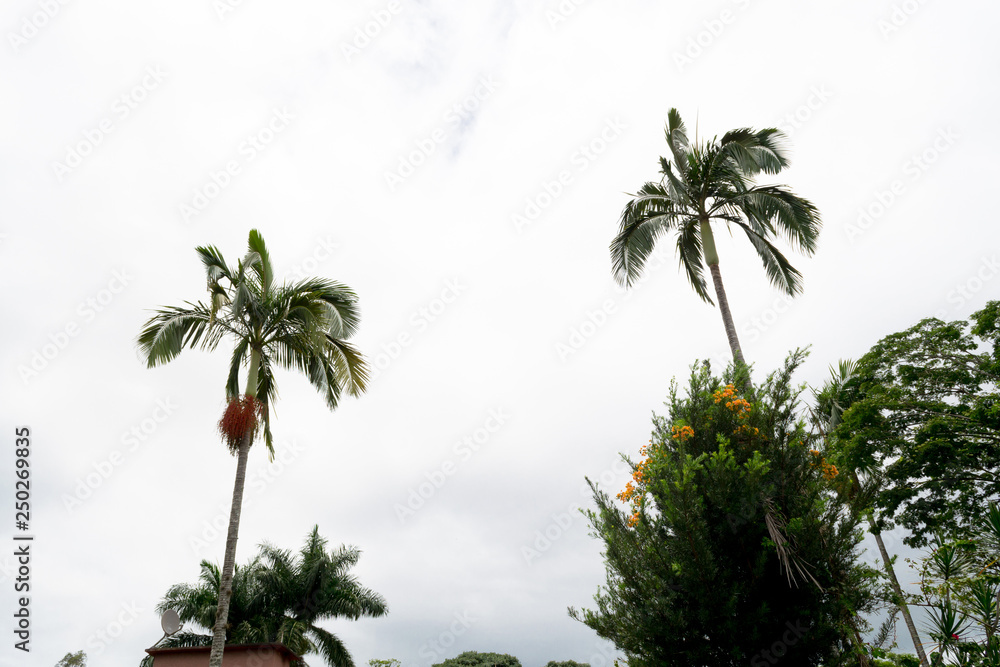 Some palm trees against a cloudy sky in Atibaia, Sao Paulo, Brazil