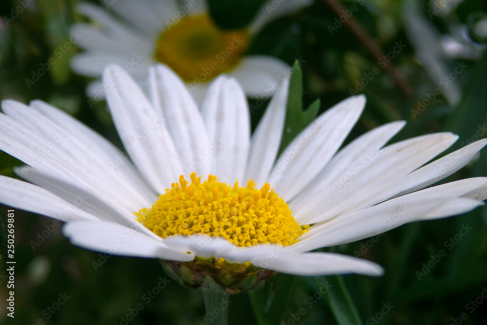 White daisy flower head close-up on blurred background White daisy flower head close-up on blurred background