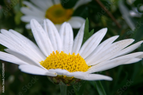 White daisy flower head close-up on blurred background