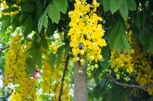 The bright yellow flowers of a Cassia leptophylla tree in Atibaia, Sao Paulo, Brazil