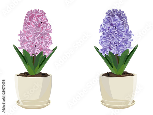 Purple hyacinth. Isolated on a white background. Vector illustration.