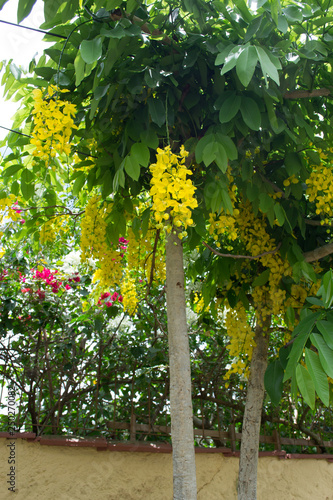 The bright yellow flowers of a Cassia leptophylla tree in Atibaia, Sao Paulo, Brazil photo