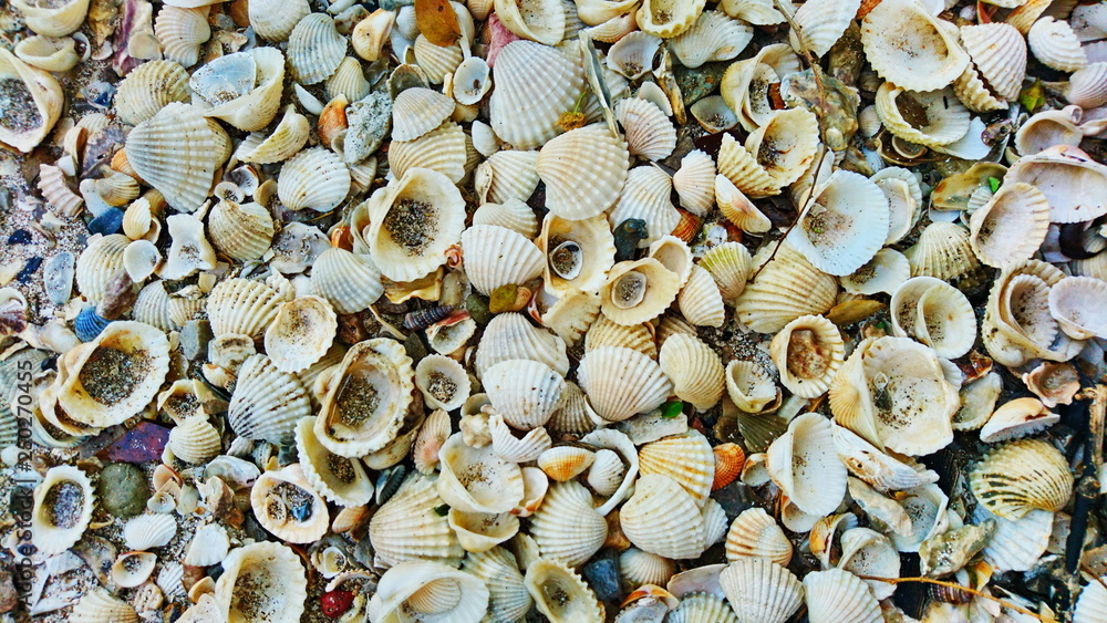 shells beach  texture seashell