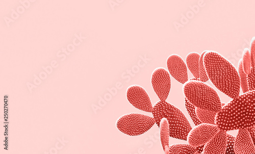 Living Coral colored Cactus pastel background. Trendy tropical cacti plant close-up. Art Concept. Creative Style. Sweet coral cactus Mood. 16-1546 photo