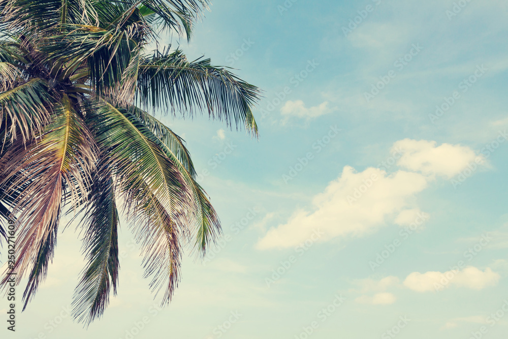 Obraz premium Tropical still life with palm and blue sky