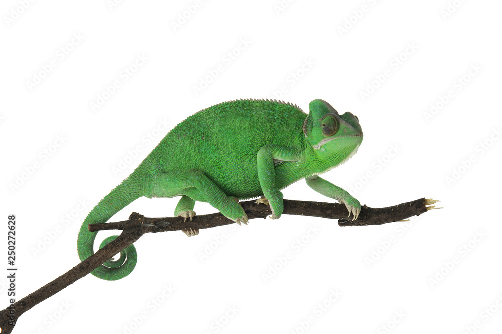 Fototapeta premium Cute green chameleon on branch against white background