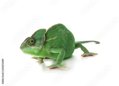 Cute green chameleon on white background