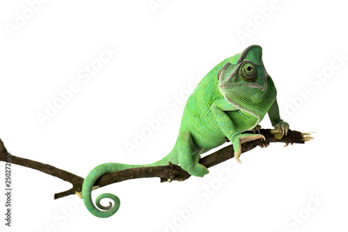 Cute green chameleon on branch against white background photo
