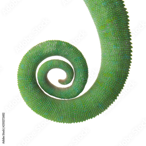Tail of green chameleon on white background