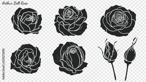 Rose ornament vector by hand drawing.Beautiful flower on transparent background.Arthur Bell rose vector art highly detailed in line art style.Flower tattoo for paint or pattern. photo