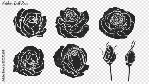 Rose ornament vector by hand drawing.Beautiful flower on transparent background.Arthur Bell rose vector art highly detailed in line art style.Flower tattoo for paint or pattern.