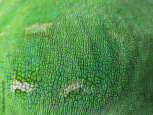 Texture of chameleon skin, ...