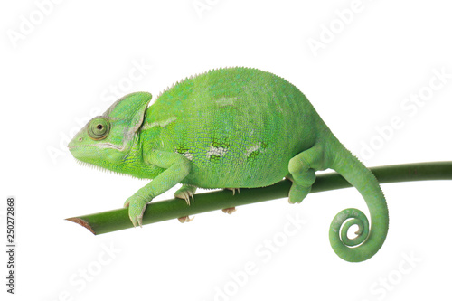 Cute green chameleon on branch against white background