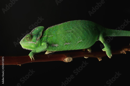 Cute green chameleon on branch against dark background