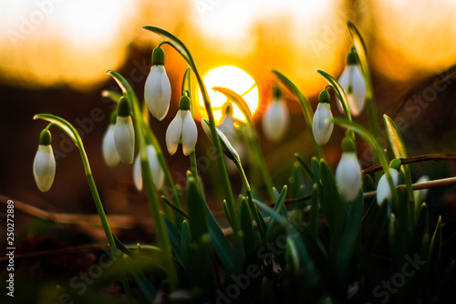 Tableau sur toile Flowers of snowdrops announcing the spring of 2019