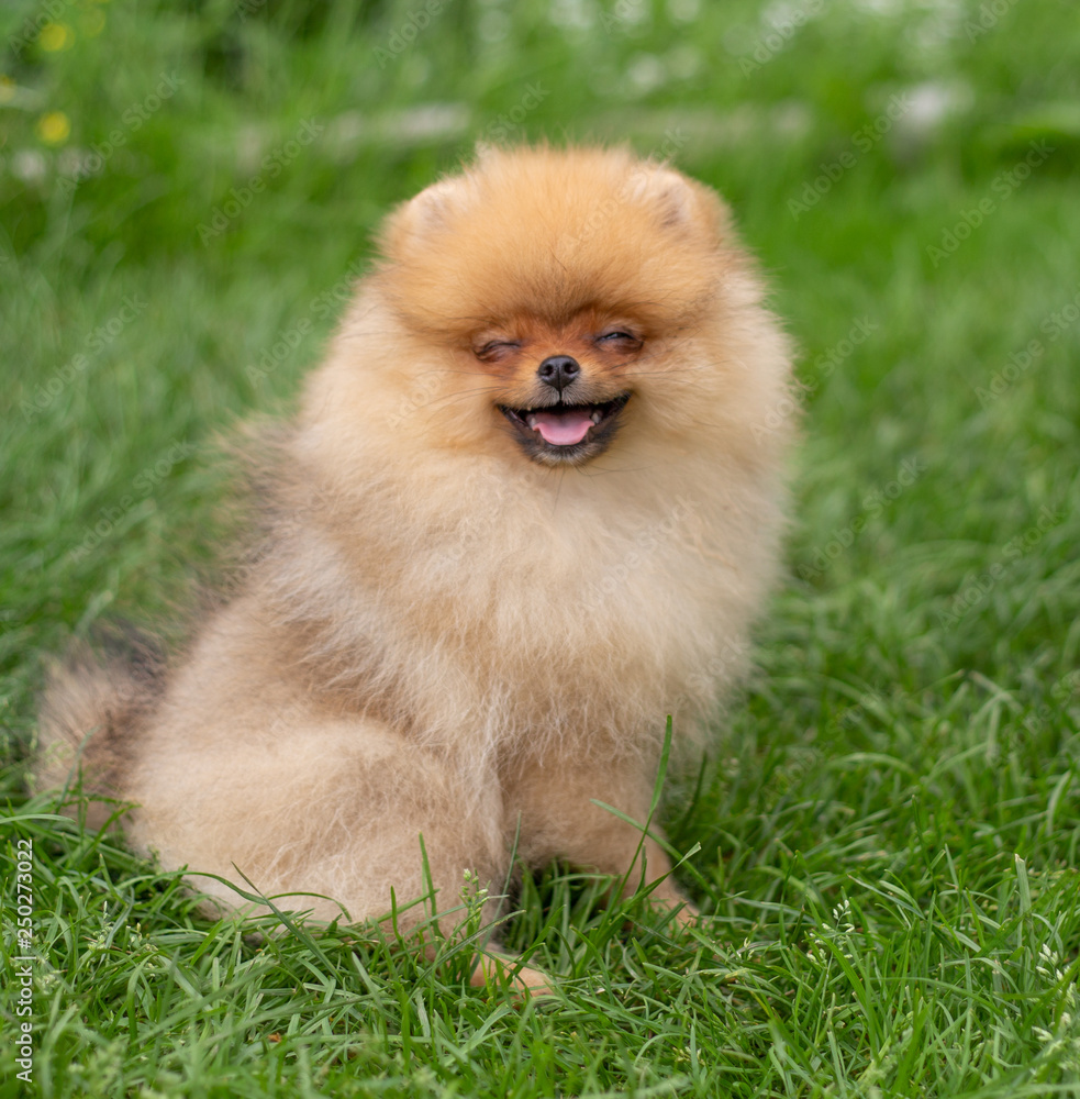 Beautiful orange dog - pomeranian Spitz. Puppy pomeranian dog cute pet happy smile playing in nature Beautiful orange dog - pomeranian Spitz. Puppy pomeranian dog cute pet happy smile playing in nature