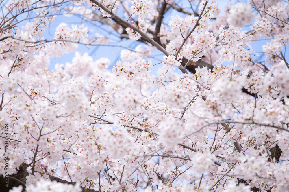 満開の桜　春の桜