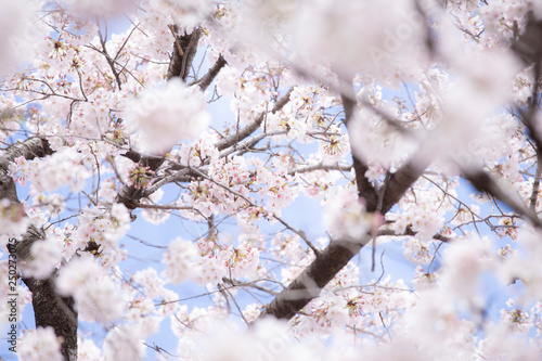 満開の桜 春の桜