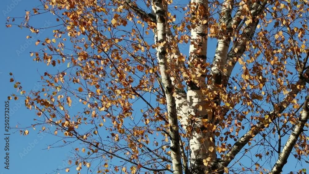 Autumn birch leaves over a blue sky background Autumn birch leaves over a blue sky background